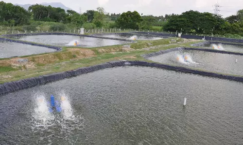 2L fingerlings released into Tamirabarani river to increase inland fish production