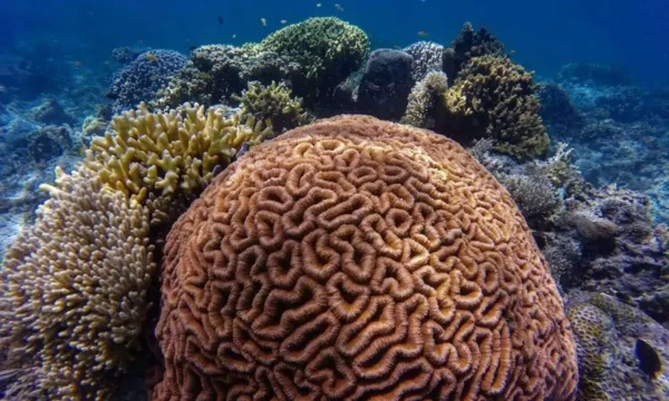 Heat-tolerant coral may trade fast development for resilience: Study