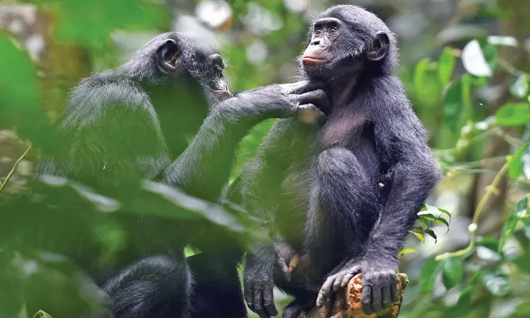 First evidence found of groups of apes cooperating First evidence found of groups of apes cooperating
