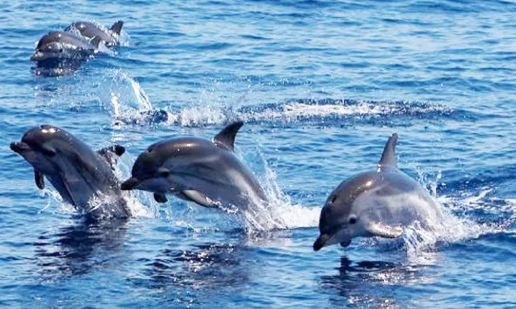 Artificial reefs planned at Gulf of Mannar to restore dolphin habitat