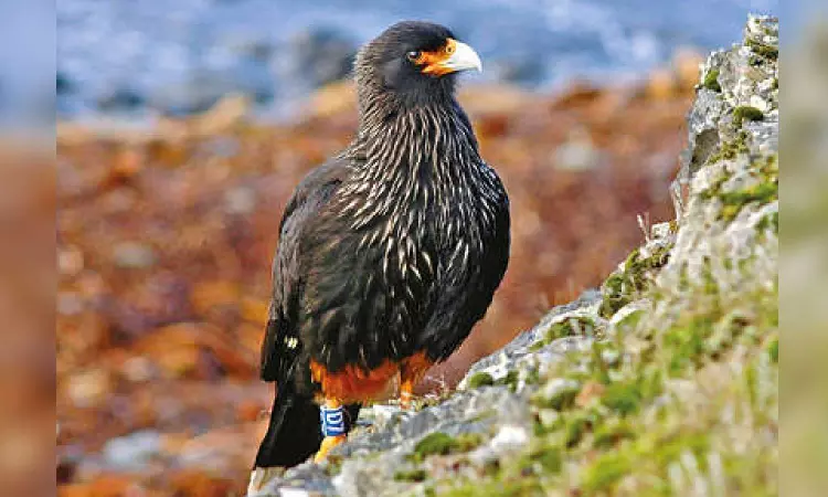 Freakishly smart falcons run these islands Freakishly smart falcons run these islands