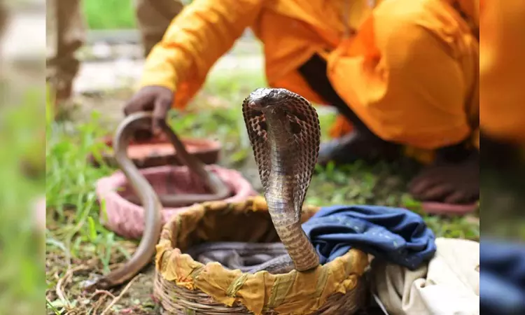 Snake charmers deployed on Sabarimala trekking route to deal with reptiles