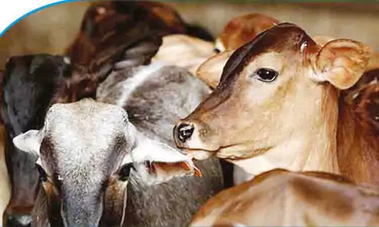 Cuddalore to soon get new cattle feed plant with 300 MTPD capacity Cuddalore to soon get new cattle feed plant with 300 MTPD capacity