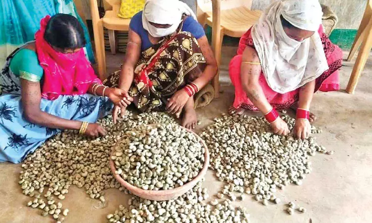 India’s cashew nuts head for US, B’desh, Qatar as new markets open