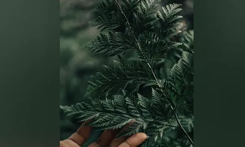 Research reveals how plants determine where light is coming from