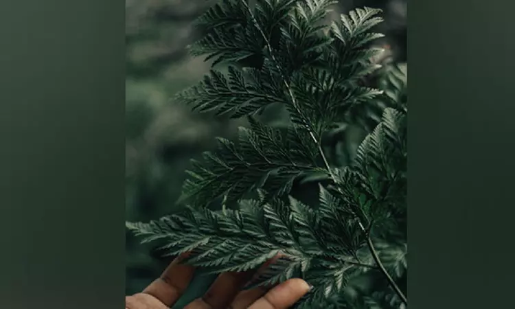 Research reveals how plants determine where light is coming from