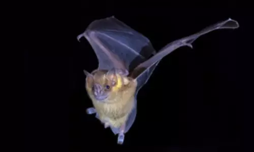 Climate change to spur bat expansion, rabies virus spillover in US