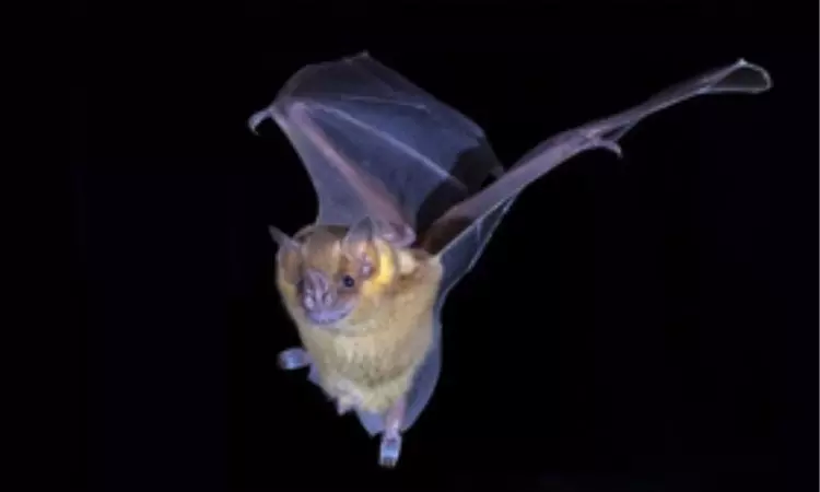Climate change to spur bat expansion, rabies virus spillover in US