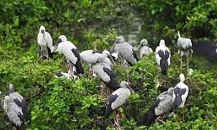 Avians spotted in abundance round the year at Vaduvoor bird sanctuary