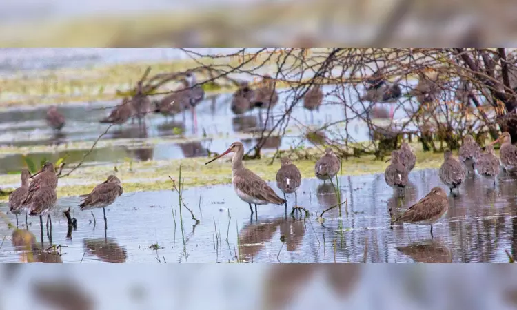 Tiruchy district becoming hotspot for migratory birds