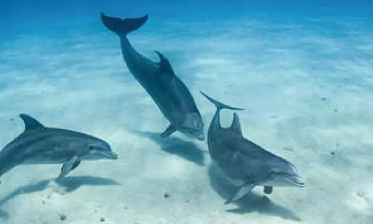 This discovery about dolphins isn’t entirely shocking This discovery about dolphins isn’t entirely shocking