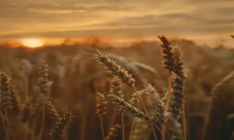 Some crops tolerate ozone pollution better than others: Study