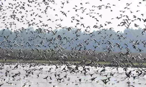 Pobitora welcomes early surge of migratory birds, anticipates record numbers this winter