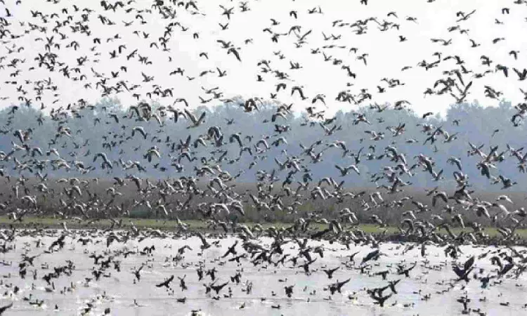 Pobitora welcomes early surge of migratory birds, anticipates record numbers this winter