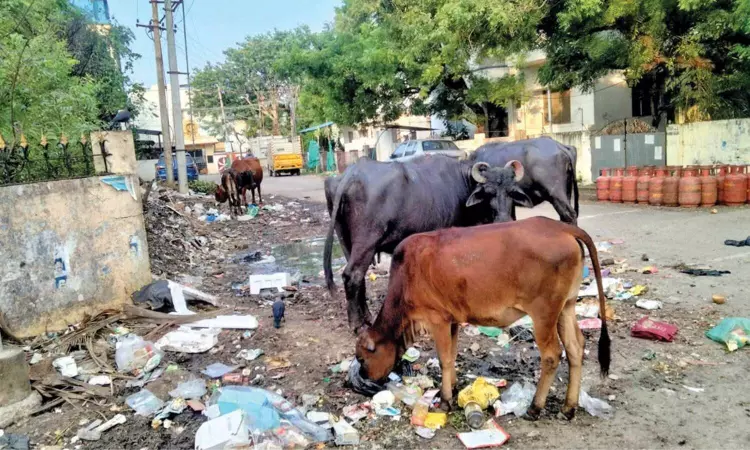 Citizen Connect: Stop cattle menace, impose hefty fine on owners: Pammal residents