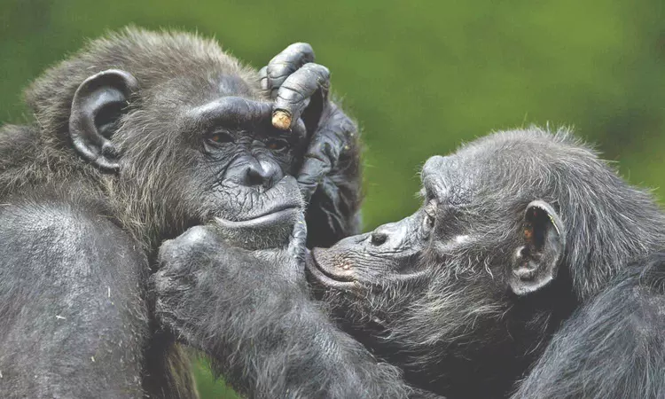 Memory hacks: Chimps can still recall faces after a quarter century Memory hacks: Chimps can still recall faces after a quarter century