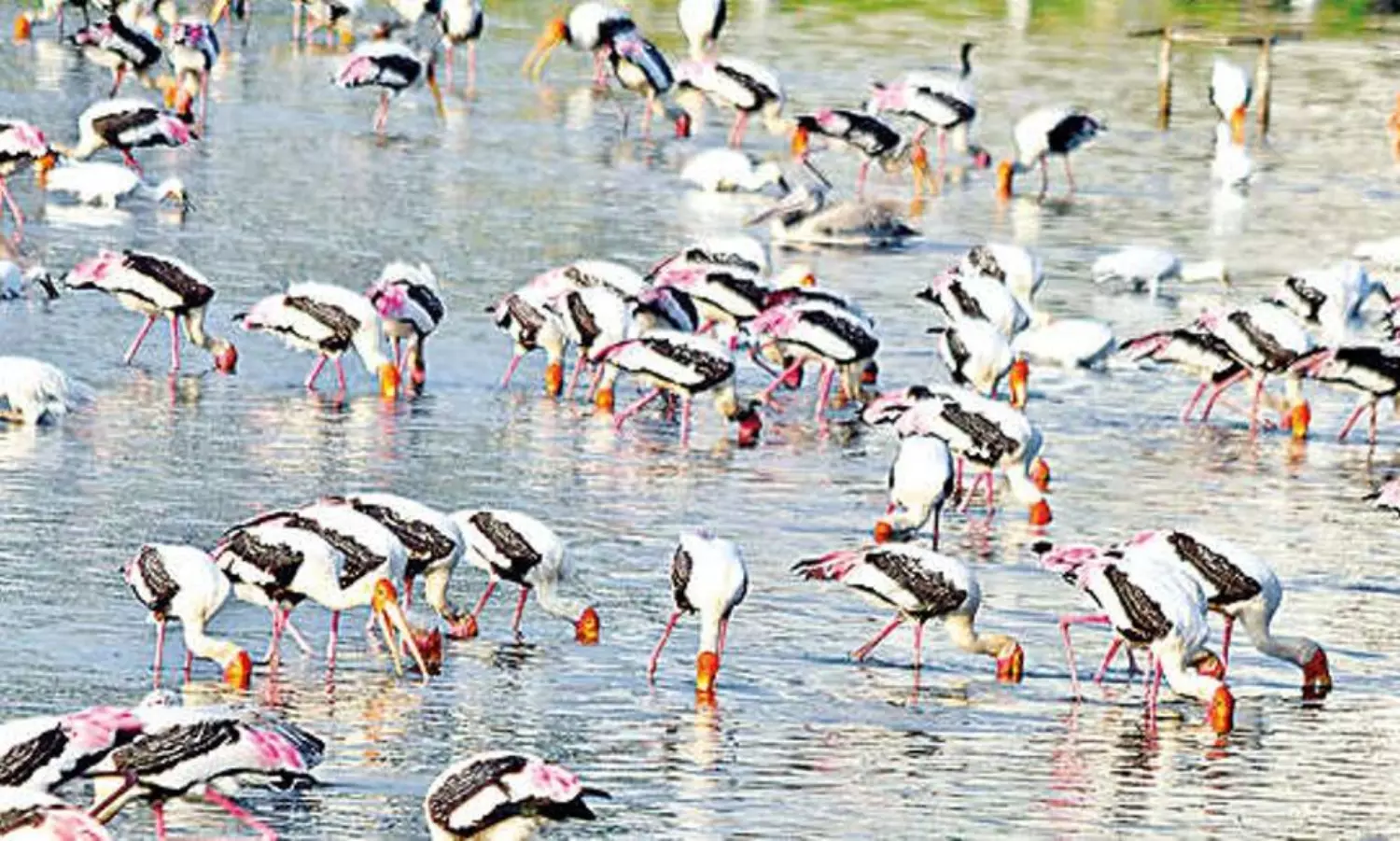 Synchronized Bird Census to be conducted in two phases from Jan 27, 2024
