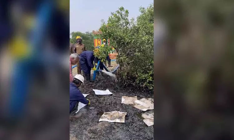 Mangrove restoration work in oil spill areas in Ennore Creek started