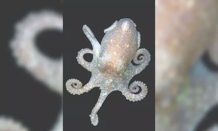 Antarctic octopus has a warning about rising sea levels Antarctic octopus has a warning about rising sea levels