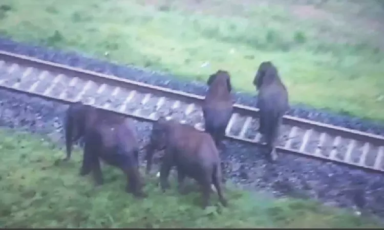 Automated AI cameras begin real-time detection of jumbos crossing rly lines