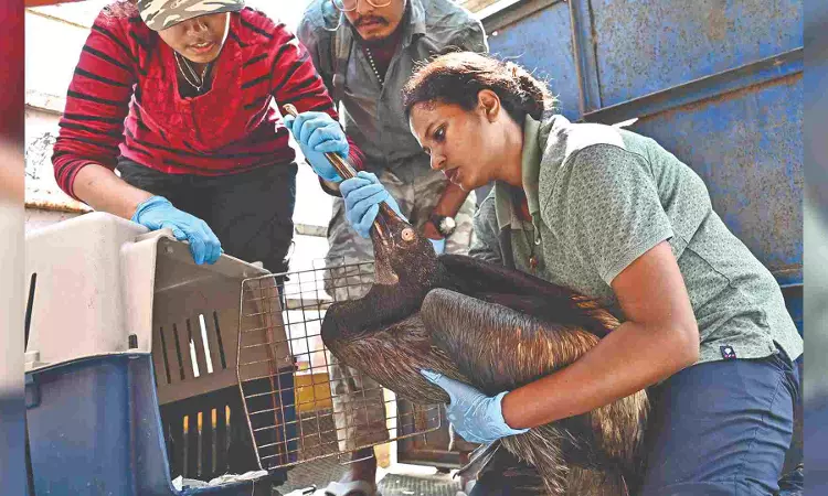 Forest officials rescue pelicans