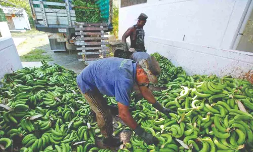 India targets $1 bn fresh banana exports in next five years