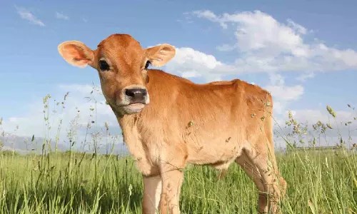 Calf’s SOS saves mother trapped in slush