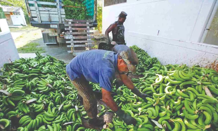 India targets $1 bn fresh banana exports in next five years