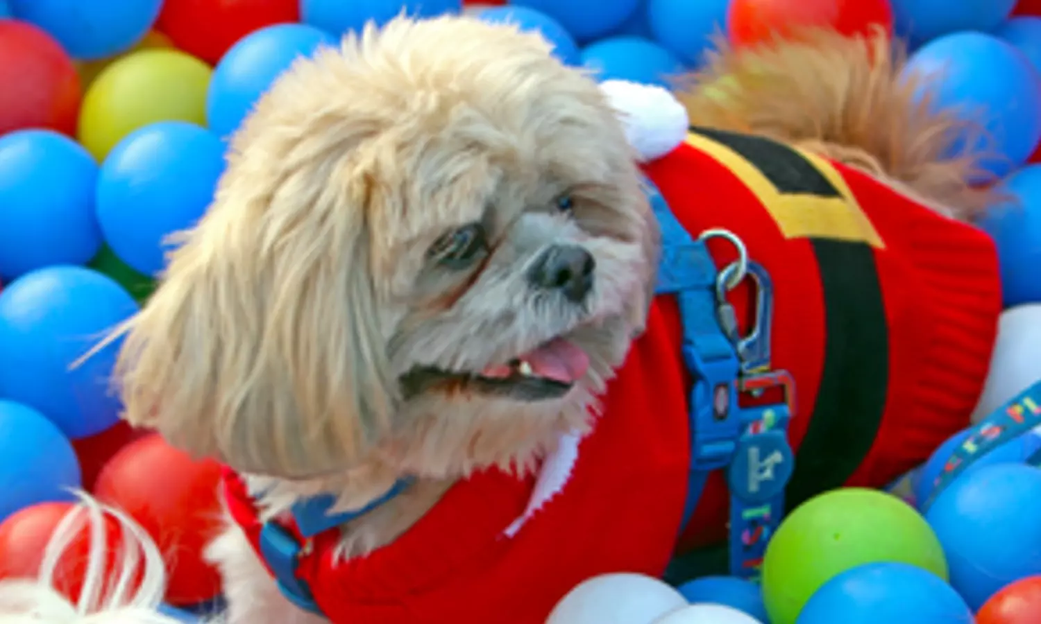 Having pets may help older adults living alone maintain healthy brains: Study