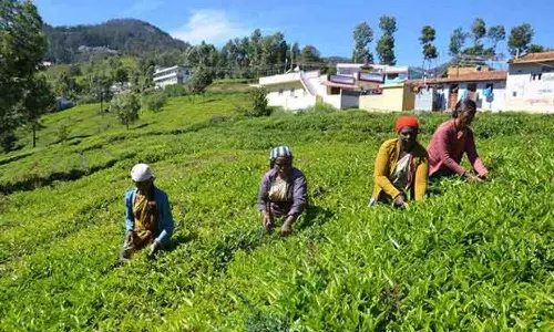 Tea production falls by 6.18pc to 127.12 mkgs in Nov 2023