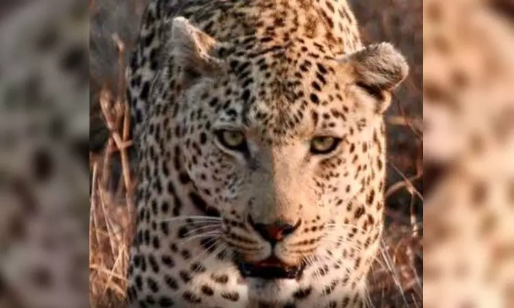 Second leopard spotted in Keralas Ponmudi hill station