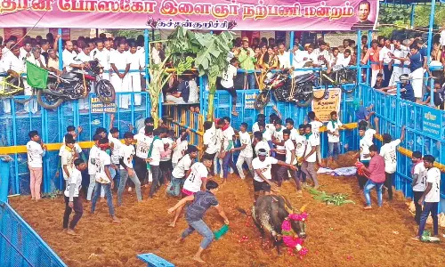 22 tamers, 31 others hurt in season’s 1st bull sport
