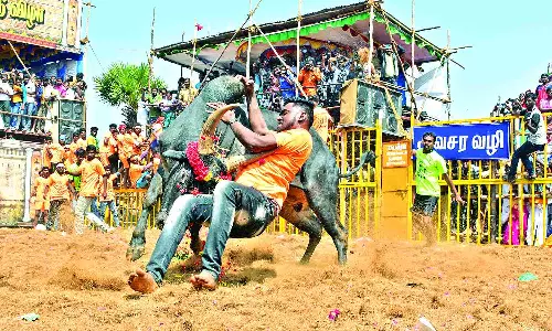 Bull tamers oppose fixing of rubber caps on horns