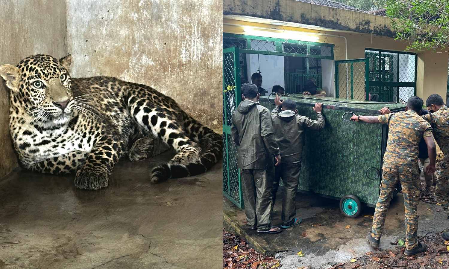 Killer Nilgiris leopard brought to Chennai(00)