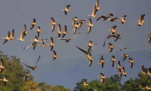 Waterbird Census at Kaziranga National Park records 84,830 birds