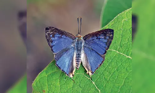 Silver Line, new butterfly species found in Western Ghats Silver Line, new butterfly species found in Western Ghats