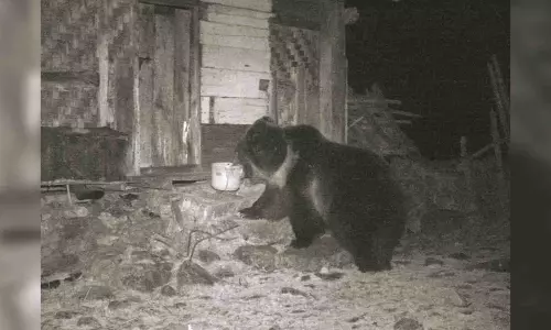 Rare Tibetan brown bear sighted in Sikkim