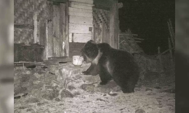 Rare Tibetan brown bear sighted in Sikkim