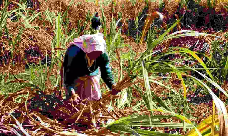 Govt levies 50 pc export duty on molasses, extends lower import duties Govt levies 50 pc export duty on molasses, extends lower import duties