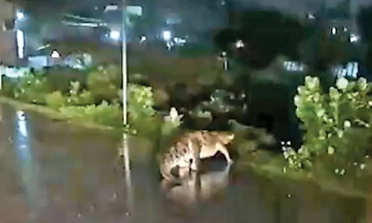 When the wild walks amongst us