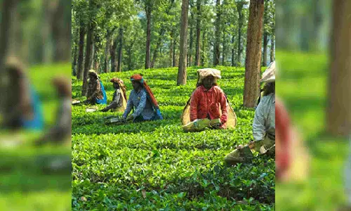 Kerala to open single window system for other use of part of plantation sector