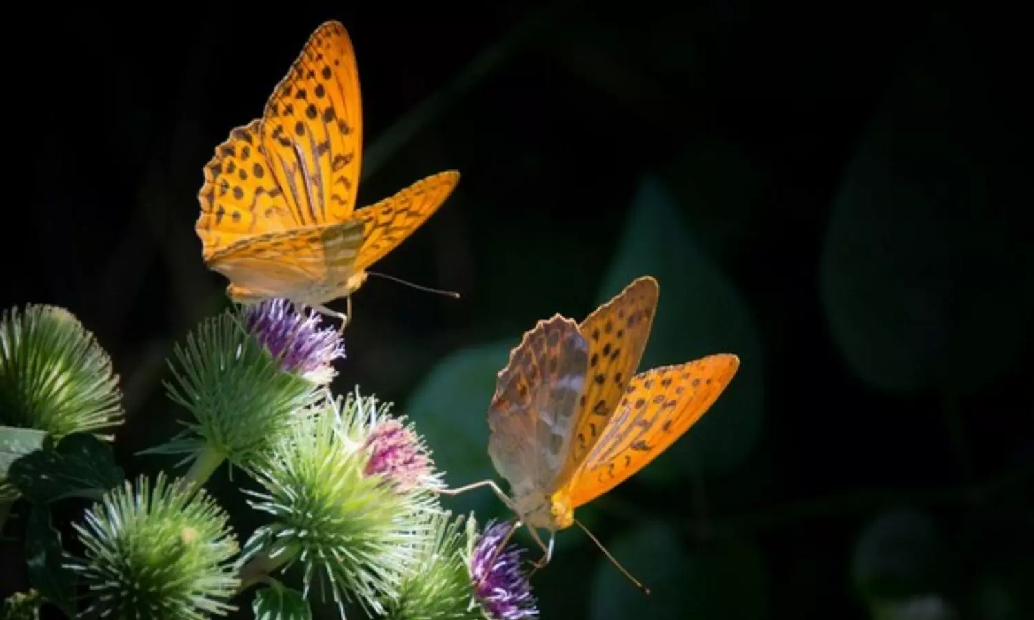 Climate change may reduce butterflies spots: Study