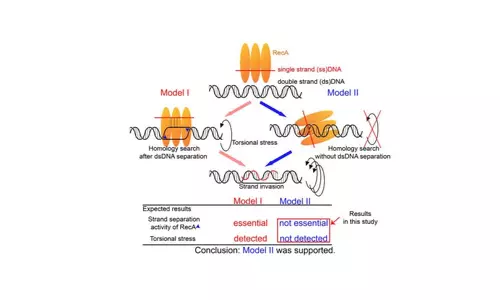 Fresh insights into DNA repair promise new directions in cancer research