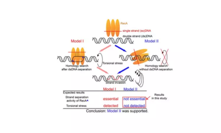 Fresh insights into DNA repair promise new directions in cancer research
