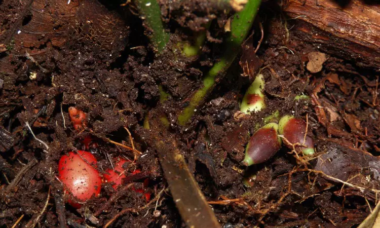 Discovery path: Plant that flowers underground is novel, but not to Borneo Discovery path: Plant that flowers underground is novel, but not to Borneo