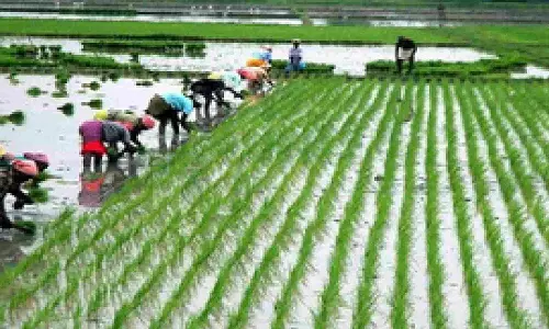 TN farmers dejected as Kuruvayi paddy yield down by 25% TN farmers dejected as Kuruvayi paddy yield down by 25%