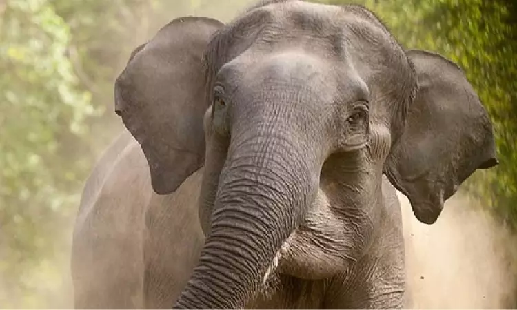 Jumbos attack houses; narrow escape for migrants Jumbos attack houses; narrow escape for migrants