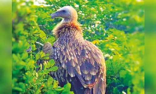 Synchronised census reveals rise of vulture population in TN