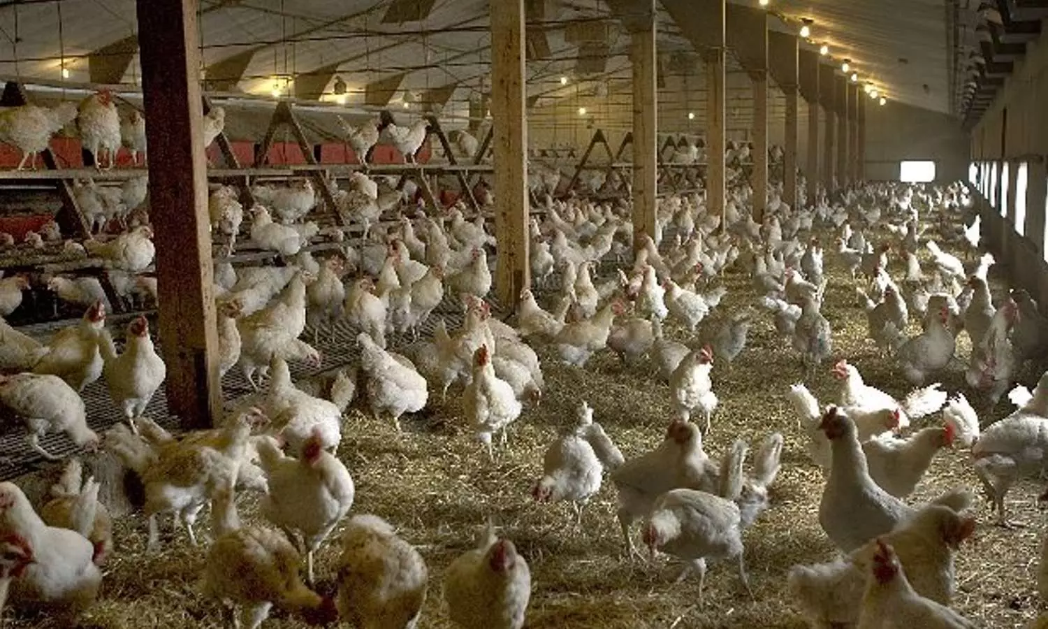 Chicken farmgate price shoots up