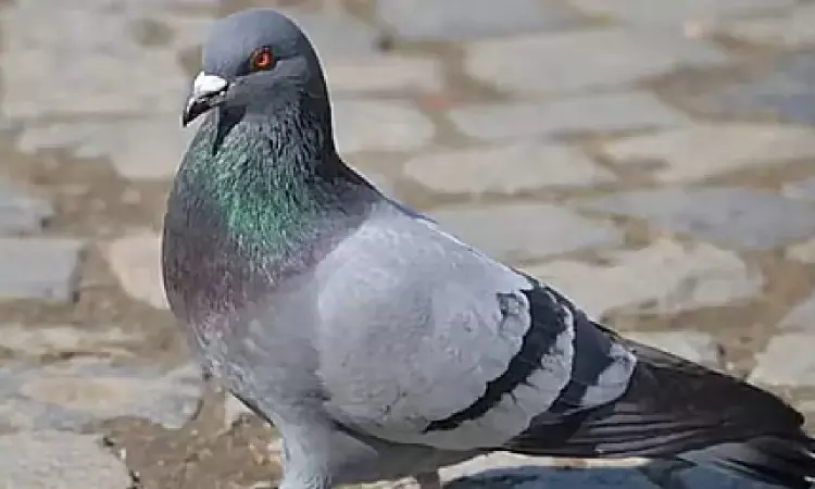 8 months in custody, ‘spy’ pigeon freed